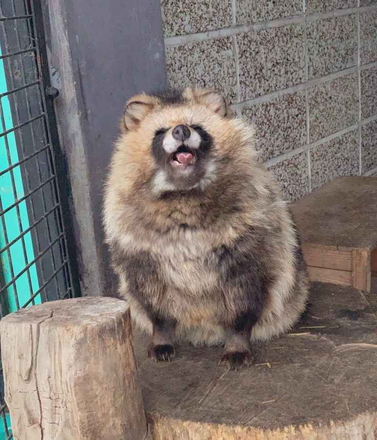 Tanuki